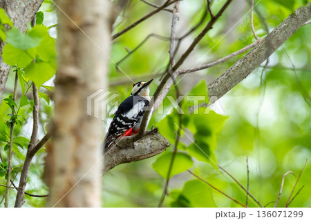木の枝にとまってあたりの様子を伺っているアカゲラ 136071299