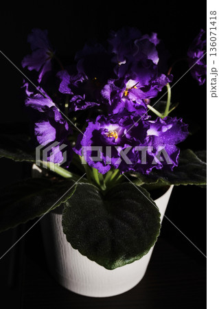 African violet plant blooming with vibrant purple flowers in white pot against dark background African violet plant blooming with vibrant purple flowers in white pot against dark background 136071418