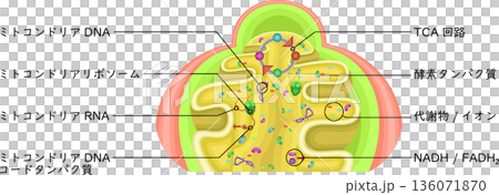 ミトコンドリア　マトリックス内　イラスト　日本語 136071870