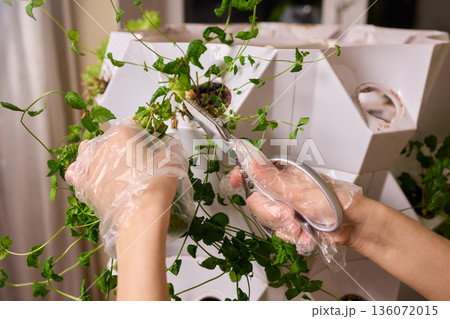 Indoor herb cultivation, Vertical garden with aromatic herbs, Closeup of hands tending indoor herb plants, Carefully pruning basil and mint in modern home garden 136072015