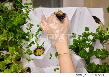 Urban farm with precise care, Careful planting in sterile urban environment, Diligent handwork involving nutrient filling and precise positioning in urban farm conditions 136072019