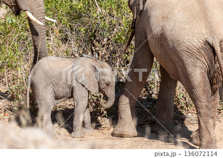 Desert Elephant in Namibia 136072114