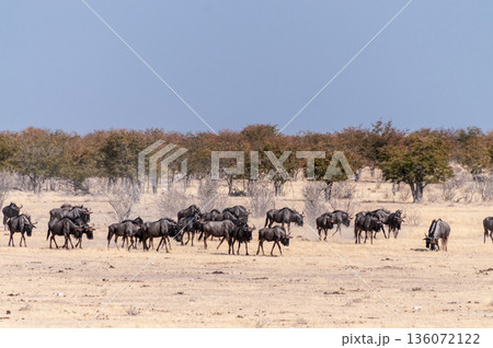 A Herd of blue wildebeest in Etosha 136072122