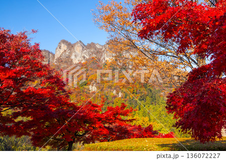 群馬県富岡市妙義町岳　妙義山パノラマパークのモミジ並木と紅葉した日本三大奇勝の妙義山 136072227