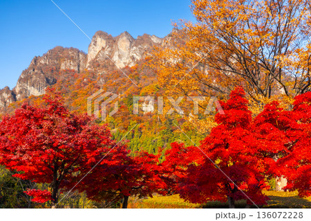 群馬県富岡市妙義町岳 妙義山パノラマパークのモミジ並木と紅葉した日本三大奇勝の妙義山 群馬県富岡市妙義町岳 妙義山パノラマパークのモミジ並木と紅葉した日本三大奇勝の妙義山 136072228