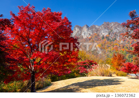 群馬県富岡市妙義町岳 妙義山パノラマパークの広場のモミジと紅葉した日本三大奇勝の妙義山 群馬県富岡市妙義町岳 妙義山パノラマパークの広場のモミジと紅葉した日本三大奇勝の妙義山 136072362