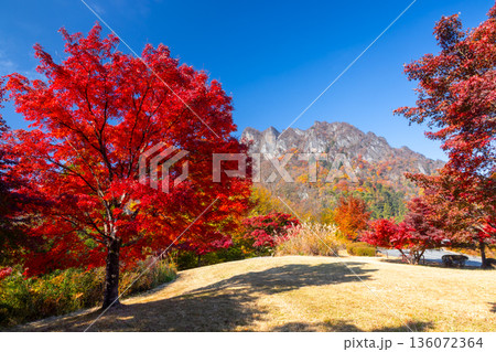 群馬県富岡市妙義町岳　妙義山パノラマパークの広場のモミジと紅葉した日本三大奇勝の妙義山 136072364