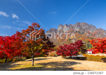 群馬県富岡市妙義町岳 妙義山パノラマパークの広場のモミジと紅葉した日本三大奇勝の妙義山 群馬県富岡市妙義町岳 妙義山パノラマパークの広場のモミジと紅葉した日本三大奇勝の妙義山 136072367
