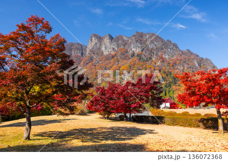 群馬県富岡市妙義町岳 妙義山パノラマパークの広場のモミジと紅葉した日本三大奇勝の妙義山 群馬県富岡市妙義町岳 妙義山パノラマパークの広場のモミジと紅葉した日本三大奇勝の妙義山 136072368