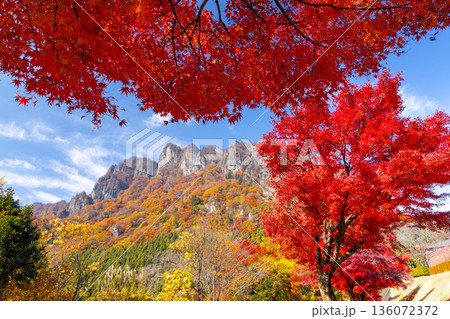 群馬県富岡市妙義町岳 妙義山パノラマパークの広場のモミジと紅葉した日本三大奇勝の妙義山 群馬県富岡市妙義町岳 妙義山パノラマパークの広場のモミジと紅葉した日本三大奇勝の妙義山 136072372