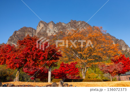 群馬県富岡市妙義町岳　妙義山パノラマパークの広場のモミジと紅葉した日本三大奇勝の妙義山 136072373