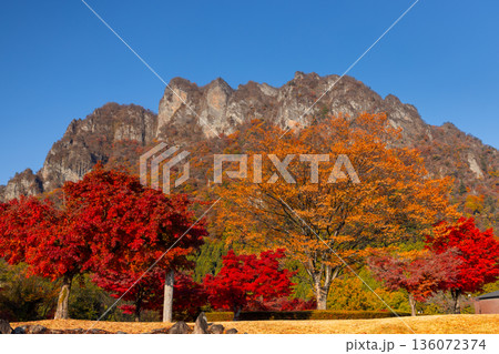 群馬県富岡市妙義町岳 妙義山パノラマパークの広場のモミジと紅葉した日本三大奇勝の妙義山 群馬県富岡市妙義町岳 妙義山パノラマパークの広場のモミジと紅葉した日本三大奇勝の妙義山 136072374