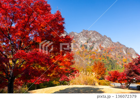 群馬県富岡市妙義町岳 妙義山パノラマパークの広場のモミジと紅葉した日本三大奇勝の妙義山 群馬県富岡市妙義町岳 妙義山パノラマパークの広場のモミジと紅葉した日本三大奇勝の妙義山 136072379