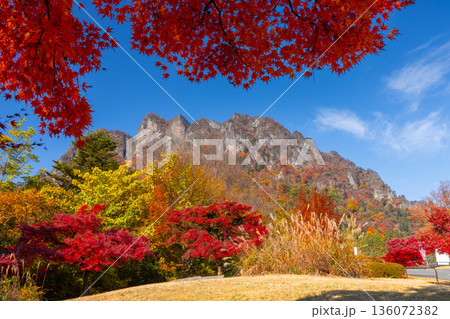 群馬県富岡市妙義町岳 妙義山パノラマパークの広場のモミジと紅葉した日本三大奇勝の妙義山 群馬県富岡市妙義町岳 妙義山パノラマパークの広場のモミジと紅葉した日本三大奇勝の妙義山 136072382