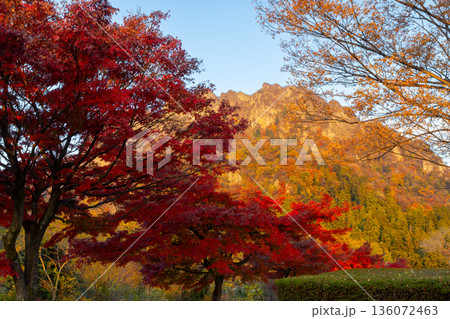 群馬県富岡市妙義町岳 妙義山パノラマパークのモミジ並木と紅葉した日本三大奇勝の妙義山 群馬県富岡市妙義町岳 妙義山パノラマパークのモミジ並木と紅葉した日本三大奇勝の妙義山 136072463