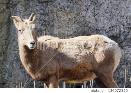 オオツノヒツジ 136072530