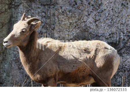 オオツノヒツジ 136072533