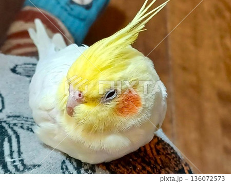 ひざの上でリラックス 眠い手乗りのオカメインコ ひざの上でリラックス 眠い手乗りのオカメインコ 136072573
