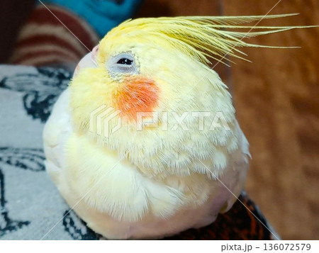 ひざの上でリラックス　眠い手乗りのオカメインコ 136072579