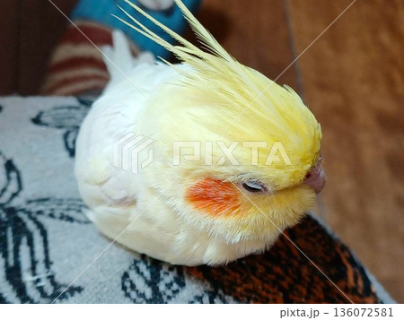 ひざの上でリラックス 眠い手乗りのオカメインコ ひざの上でリラックス 眠い手乗りのオカメインコ 136072581