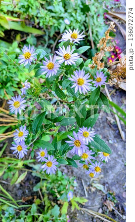 小菊のパターン 小菊のパターン 136072774