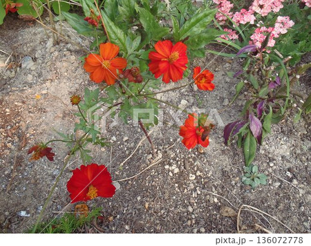 庭に咲く黄花秋桜 136072778