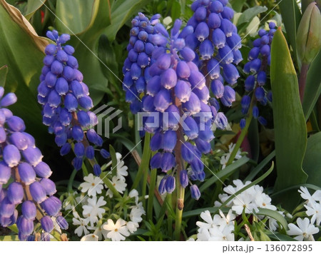 ブルーとヴァイオレットのグラデーションのムスカリ 136072895