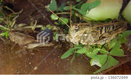 バッタの成虫と成虫前 136072899
