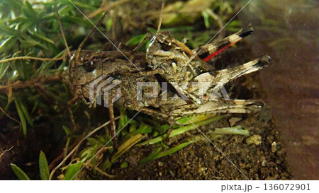 バッタ夫婦 バッタ夫婦 136072901