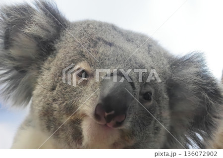 コアラ 136072902