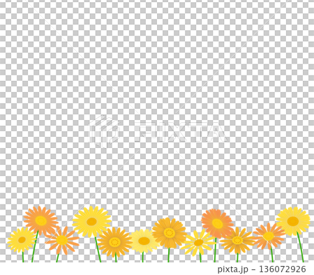 黃色雛菊花背景素材。 136072926