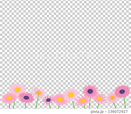 粉色雛菊花背景素材。 136072927