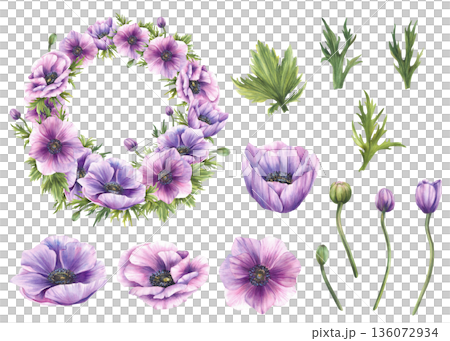 Watercolor purple Anemones flowers with pink, green buds and leaves wreath set. Hand drawn botanical frame for wedding, Valentines day, greeting card design. Isolated on white background illustration Watercolor purple Anemones flowers with pink, green buds and leaves wreath set. Hand drawn botanical frame for wedding, Valentines day, greeting card design. Isolated on white background illustration 136072934