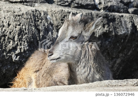 スーチョワンバーラル スーチョワンバーラル 136072946