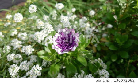 紫色の小さな花 紫色の小さな花 136072965