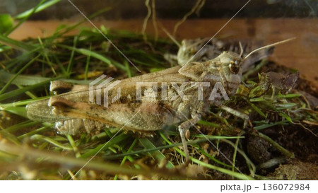 透明感の有るバッタ 136072984