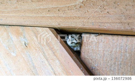 狭苦しい白いカエル 136072986