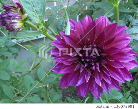 夏の夕暮れのダリアとバッタ 夏の夕暮れのダリアとバッタ 136072991