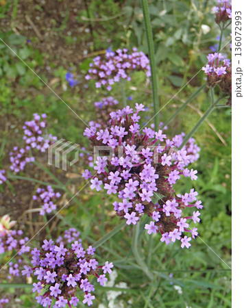 サンジャクバーベナの花弁パターン2 136072993