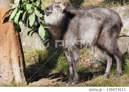 ニホンカモシカ 136073011