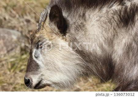 ニホンカモシカ 136073012