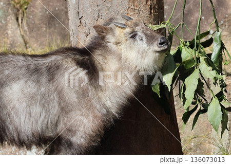 ニホンカモシカ 136073013