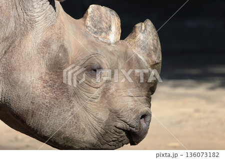 ヒガシクロサイ 136073182