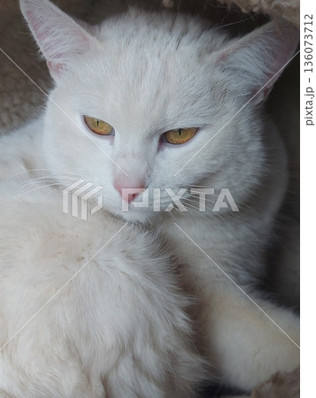 Portrait of a white cat. A sad cat looks into the distance. Wallpaper. Space for text. High quality photo 136073712