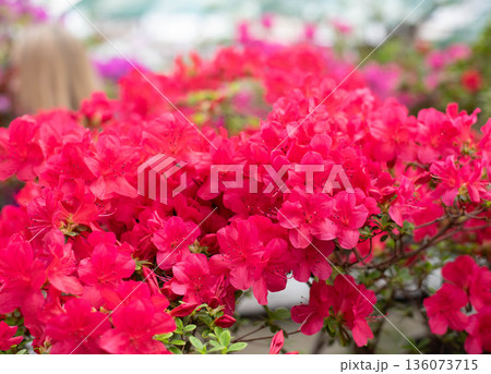 Flowering bright pink azalea, genus rhododendron. Wallpaper. Space for text. High quality photo 136073715