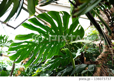 Monstera is a large tropical plant, a vine, a genus of the Araceae family. Wallpaper. Space for text. Monstera is a large tropical plant, a vine, a genus of the Araceae family. Wallpaper. Space for text. 136073737