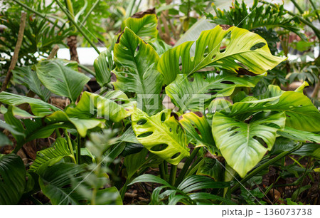 Monstera is a large tropical plant, a vine, a genus of the Araceae family. Wallpaper. Space for text. Monstera is a large tropical plant, a vine, a genus of the Araceae family. Wallpaper. Space for text. 136073738