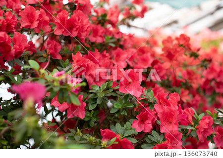 Flowering bright pink azalea, genus rhododendron. Wallpaper. Space for text. High quality photo Flowering bright pink azalea, genus rhododendron. Wallpaper. Space for text. High quality photo 136073740