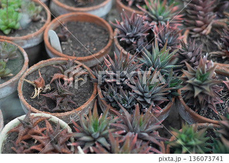 Various succulents grown in clay pots. Perennial succulent plants. Wallpaper. Space for text.  136073741