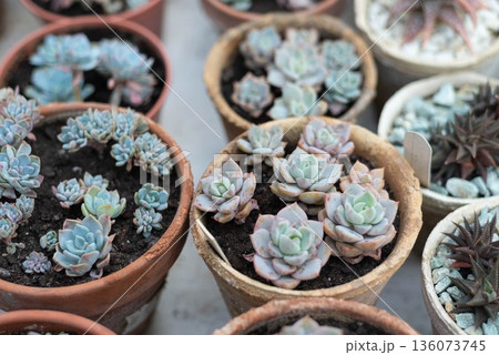 Various succulents grown in clay pots. Perennial succulent plants. Wallpaper. Space for text. Various succulents grown in clay pots. Perennial succulent plants. Wallpaper. Space for text. 136073745